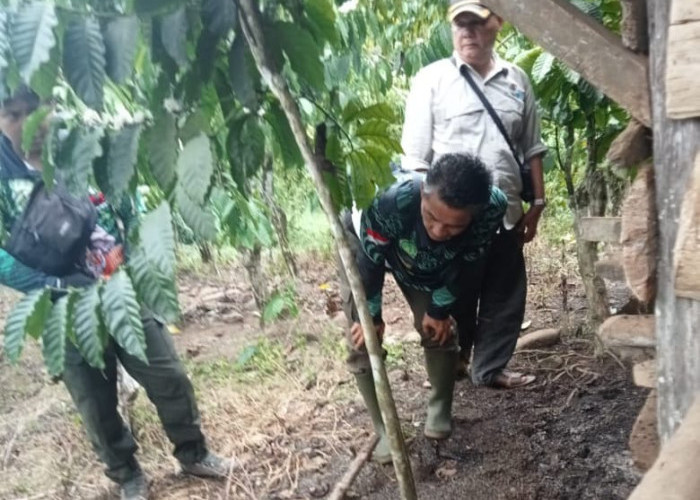 Macan Dahan Serang Hewan Ternak di Seluma, 4 Ekor Kambing Ditemukan Mati