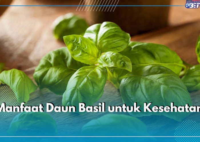 Daun Basil Ampuh Mengatasi Ragam Penyakit, Cek di Sini Kandungan dan Ragam Manfaatnya Bagi Kesehatan