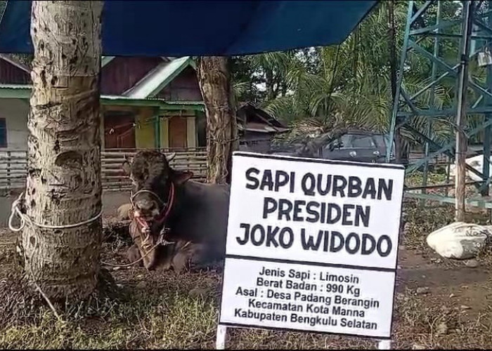 Gubernur Rohidin Serahkan Sapi Kurban Presiden Jokowi ke Warga Desa Kertapati Bengkulu Tengah