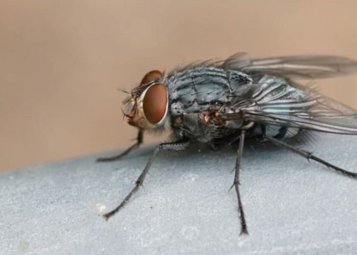 Tidak Perlu Semprotan Serangga, Simak 5 Cara Mengusir Lalat dari Rumah Secara Alami