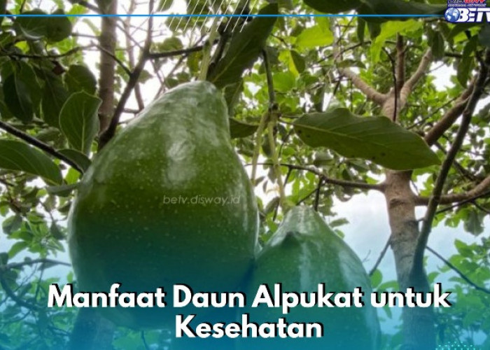 Bisa Jadi Obat Diabetes, Ini Manfaat Lain Daun Alpukat, Cek Sekarang!
