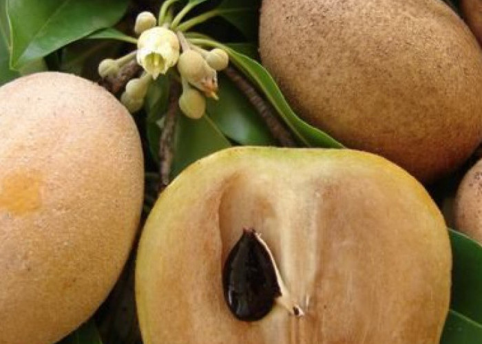 Cek di Sini! 8 Manfaat Buah Sawo untuk Kesehatan, Baik bagi Pencernaan