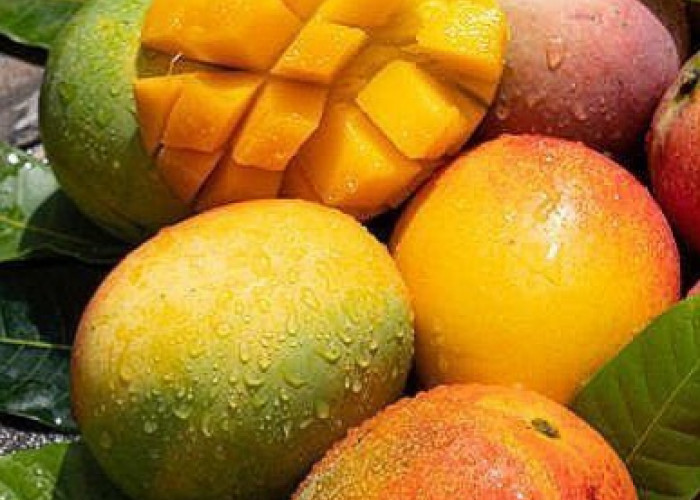 Manis dan Kaya Vitamin, 7 Manfaat Mangga untuk Kesehatan Tubuh yang Perlu Diketahui 