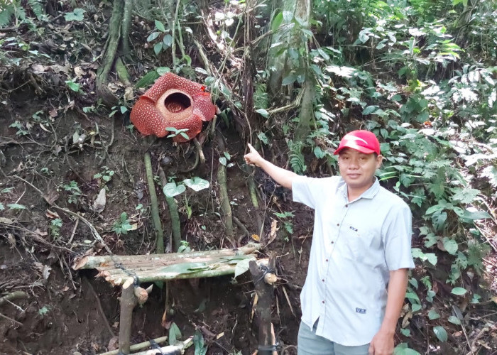 Rafflesia Arnoldi Mekar di Kawasan Gunung Liku Sembilan 