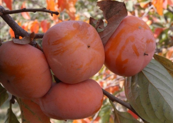 Berikut Ragam Manfaat Buah Kesemek Bagi Kesehatan Tubuh, Konsumsi dengan Rutin Ya!