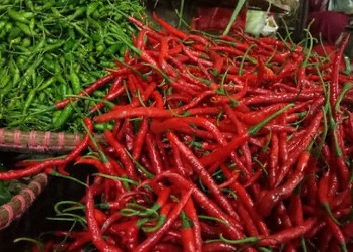 Harga Cabai Merah Keriting di Seluma Naik Lagi, Tembus Rp 70.000 per Kg