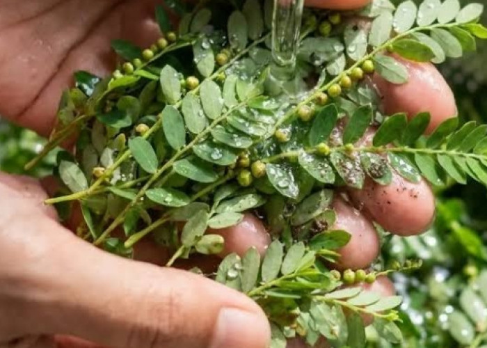 Daun Meniran Bagus untuk Dikonsumsi Penderita Asam Urat, Cek Manfaat Lainnya Disini!