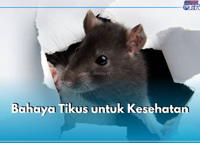 Awas! Ini 3 Bahaya Tikus yang Perlu Kamu Ketahui, Bisa Bikin Makanan Terkontaminasi 