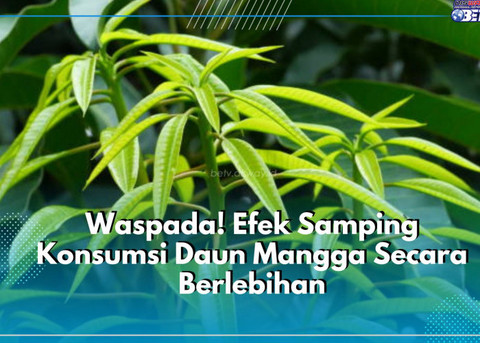 Waspadai! Konsumsi Daun Mangga Secara Berlebihan Tidak Baik untuk Kesehatan, Timbulkan Efek Samping Berbahaya