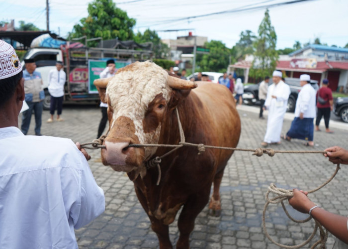 Sapi Kurban Presiden Prabowo Berbobot 1 Ton Resmi Diserahkan ke Masjid Al Anshor Kota Bengkulu