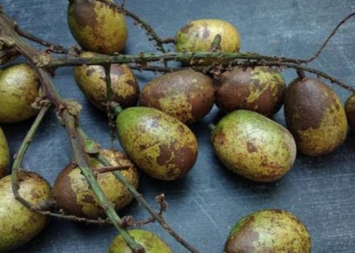 Konsumsi Buah Matoa dengan Rutin, Ini 5 Manfaat Utama yang Bisa Diperoleh Tubuh!