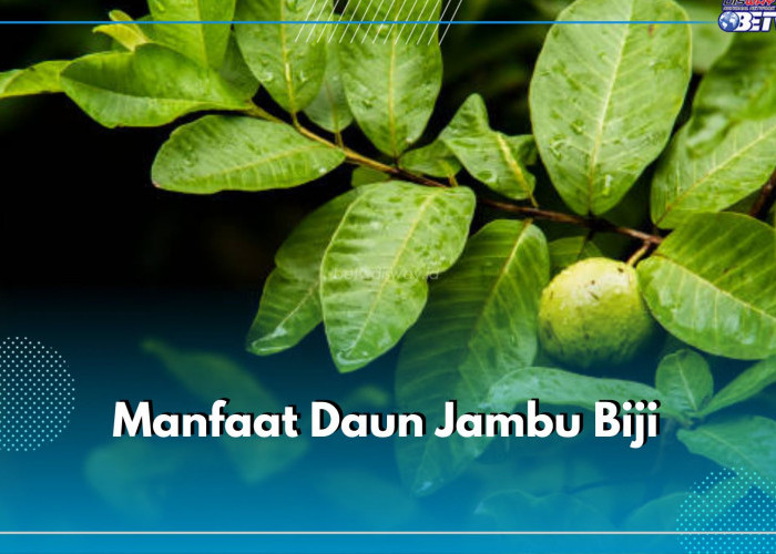 Cukup Konsumsi Daun Jambu Biji Bisa Mencegah Diare, Cek 10 Manfaat Lainnya di Sini