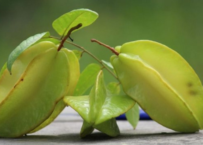 Faktanya Buah Belimbing Bisa Tumbuh dengan Cuaca Kering, Cek Fakta Menarik Lainnya!