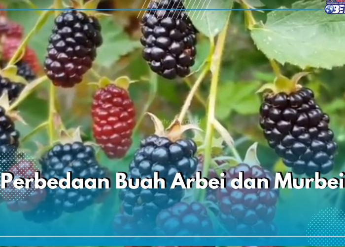 Kerap Disamakan, Ini 6 Perbedaan Buah Arbei dan Murbei, Punya Khasiat Berbeda!