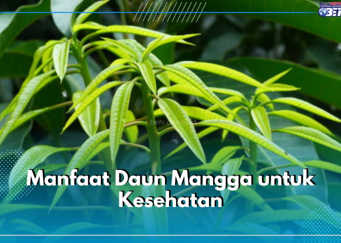 6 Manfaat Daun Mangga Untuk Kesehatan yang Jarang Diketahui, Ampuh Jaga Kesehatan Jantung