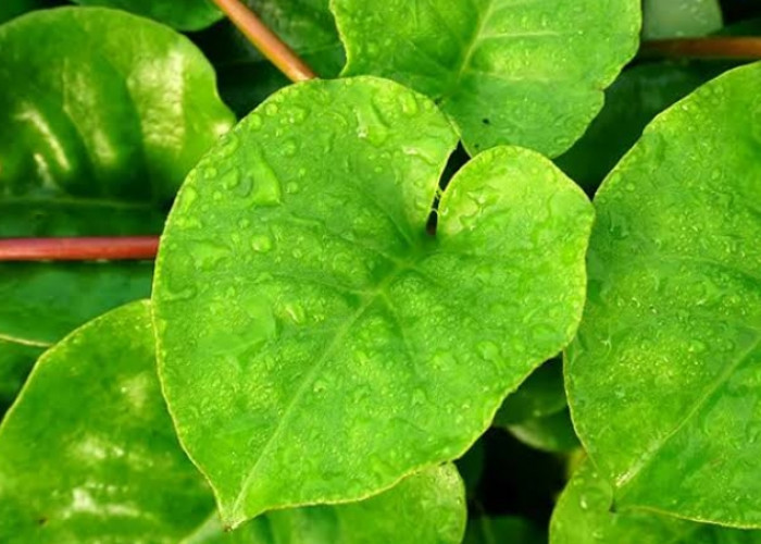 Miliki 2 Jenis Warna Daun, Inilah Fakta Unik yang Tersimpan dalam Daun Binahong 