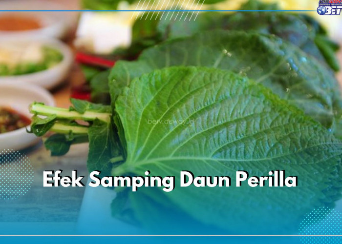 Memicu Reaksi Alergi, Kenali 6 Efek Samping Daun Perilla Ketika Dikonsumsi Secara Berlebian