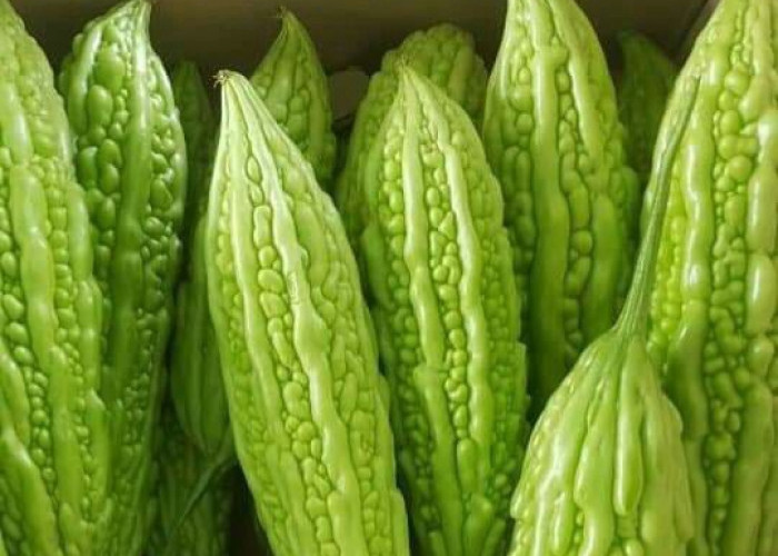 Pahit? Cek Manfaat Konsumsi Pare untuk Kesehatan Tubuh, Sayuran yang Kaya Nutrisi