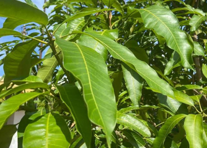 Bahan Alami Pengobatan Tradisional, Inilah Manfaat Daun Mangga untuk Kesehatan 