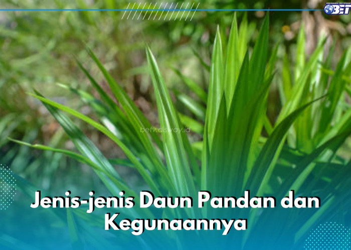 Kenali 5 Jenis Daun Pandan Ini dan Kegunaannya, Ada untuk Masakan hingga Kerajinan