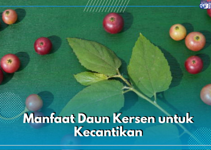 Cegah Penuaan Dini hingga Samarkan Bekas Luka, Ini Sederet Manfaat Daun Kersen untuk Kecantikan