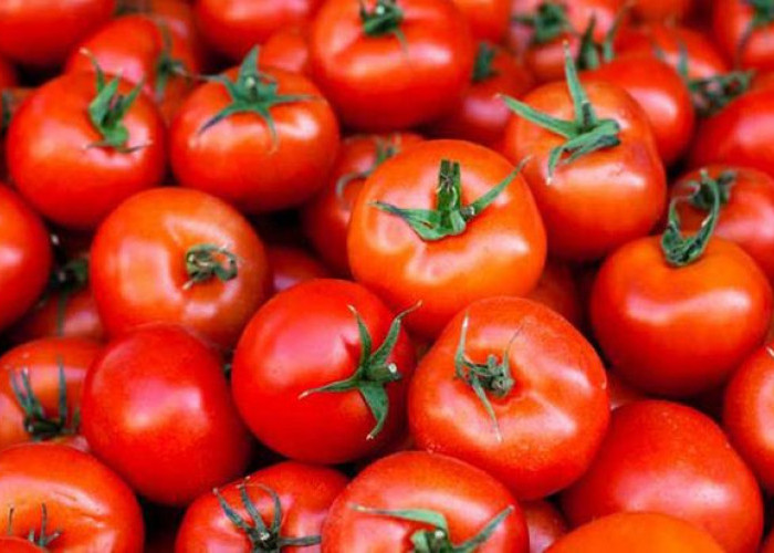 Selain Bagus Untuk Kecantikan, Ternyata Tomat Juga Baik Dikonsumsi untuk Kesehatan, Cek Manfaatnya