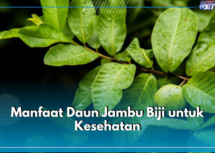 Daun Jambu Biji Tawarkan 6 Manfaat Ini untuk Kesehatan, Bukan Cuma Obat Diare, Lho!