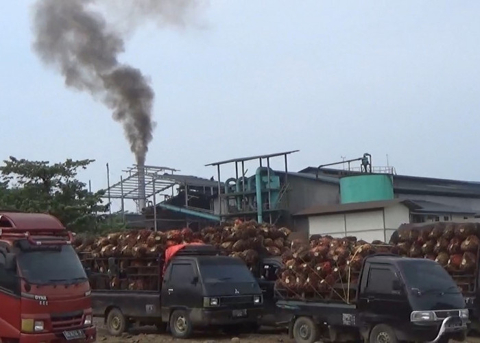 Dinas TPHP Provinsi Bengkulu Beri Penjelasan Soal Harga Sawit di Seluma yang Sempat Turun