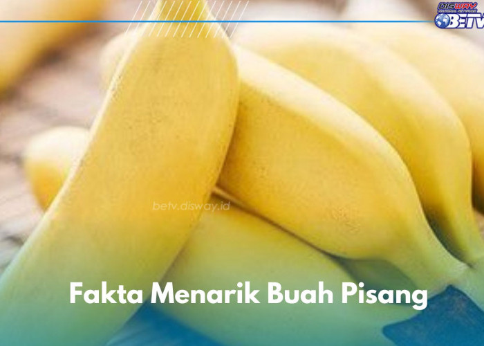 9 Fakta Menarik Buah Pisang yang Jarang Diketahui, Tidak Hanya Kaya Nutrisi