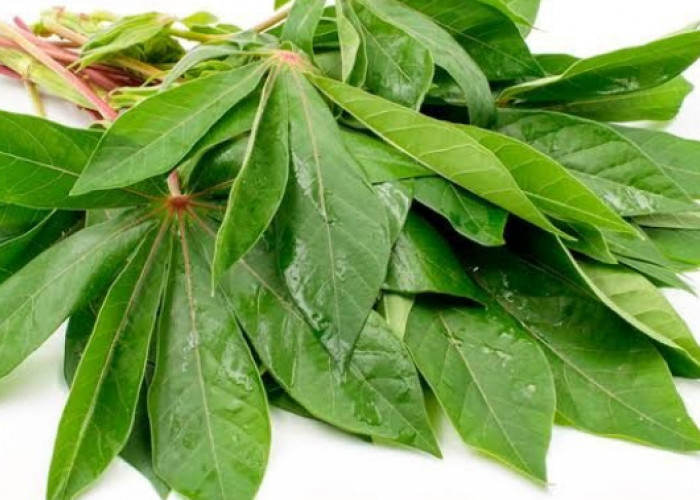 Ini 5 Manfaat Daun Singkong untuk Ibu Hamil, Terbukti Ampuh Jaga Berat Badan