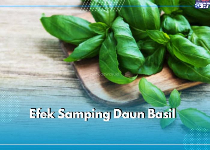 Tidak Boleh Dikonsumsi Secara Berlebihan, Ketahui Ragam Efek Samping Daun Basil Secara Medis