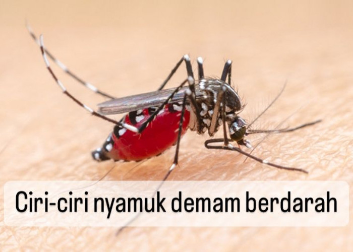 Kenali 6 Ciri Nyamuk Aedes Aegypti Penyebab Demam Berdarah, Salah Satunya Berwarna Hitam Putih