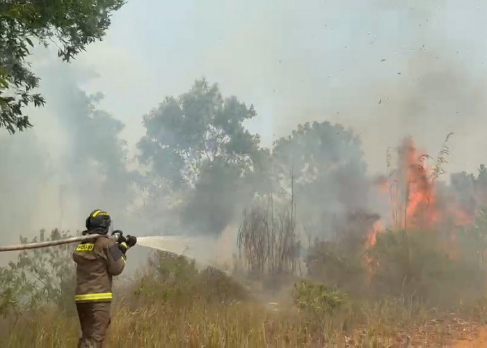 125 Hektare Lahan Terbakar di Bengkulu, Kaur Jadi Wilayah Terdampak Paling Parah