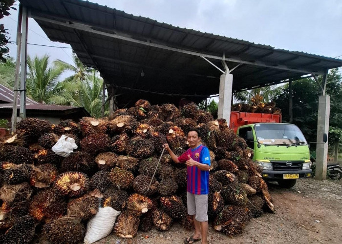Dampak Pendangkalan Alur Pelabuhan Pulau Baai, Pabrik CPO di Seluma Batasi Pembelian TBS Sawit