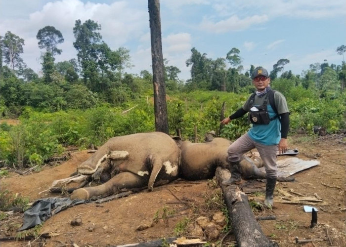 Identifikasi Kematian Gajah Mukomuko: Polisi Kirim Sampel Organ Vital ke Laboratorium Forensik