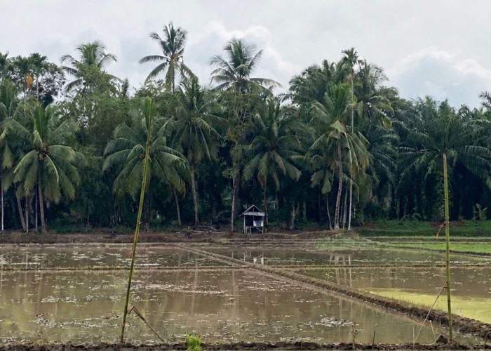 Kendala Alsintan di Bengkulu Selatan, Realisasi Tanam Padi Baru Capai 29 Hektar