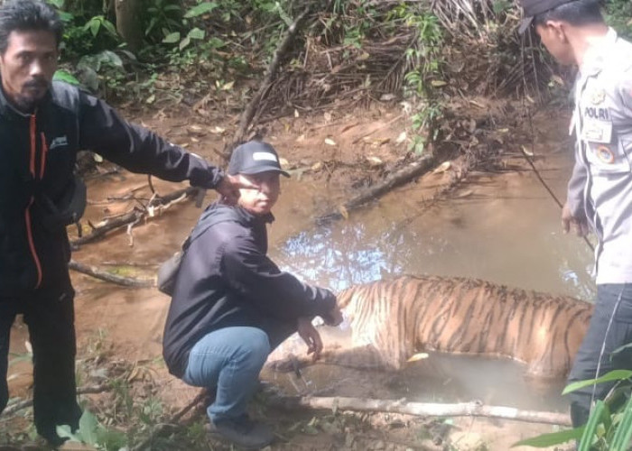 Usai Gajah, Kini Harimau Sumatera Ditemukan Mati di Mukomuko