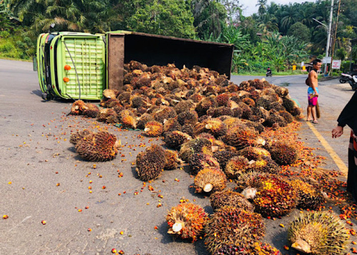 Truk Fuso Muat Sawit 17 Ton Terguling saat Menanjak di Bawah Fly Over Tais