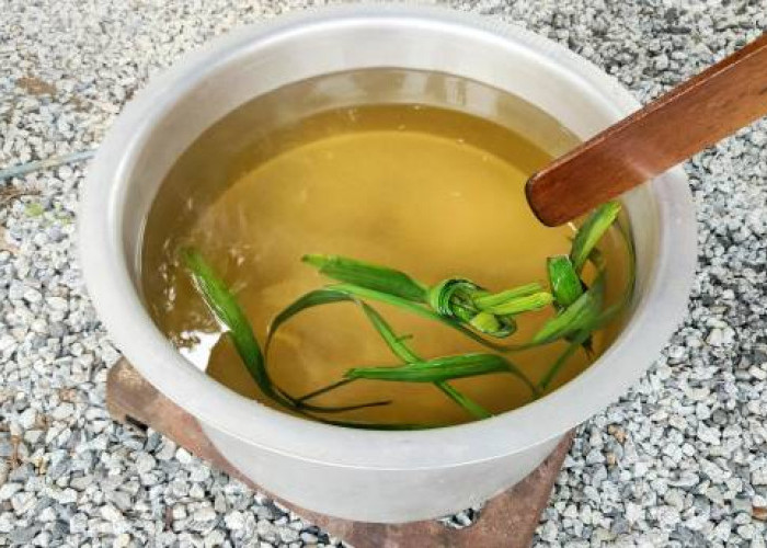 Bisa Dijadikan Obat Tradisional, Begini Cara Rebus Daun Suji dan Manfaatnya Bagi Kesehatan Tubuh