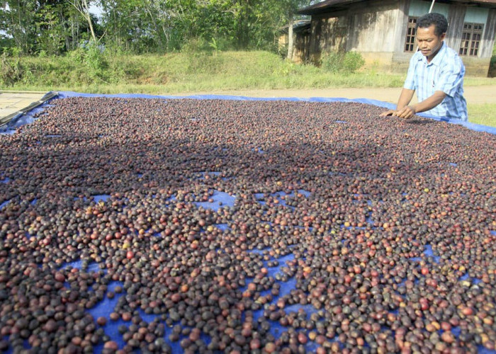 Harga Biji Kopi di Seluma Masih Stabil Rp52 Ribu per Kilogram