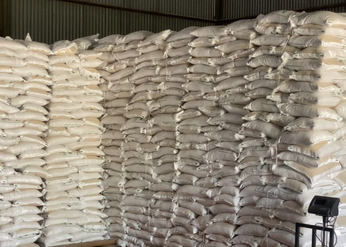 Stok Beras Bengkulu Selatan dan Kaur Aman, Bulog Siapkan 790 Ton