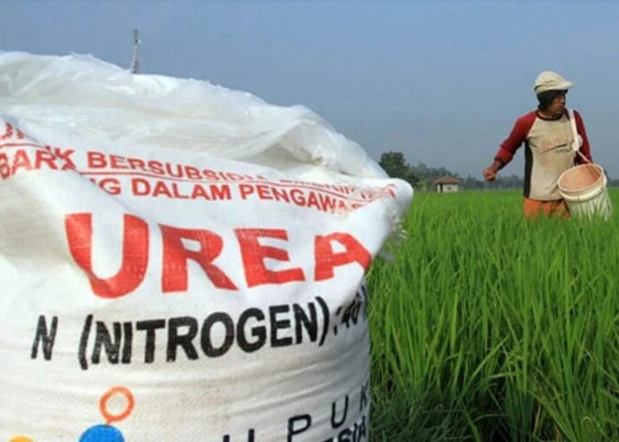 Dinas Pertanian Seluma Salurkan 640 Ton Pupuk Gratis untuk Petani