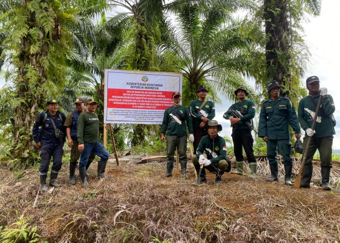 Suntik Mati 186 Sawit Ilegal, Operasi Merah Putih di Bentang Seblat Resmi Berakhir