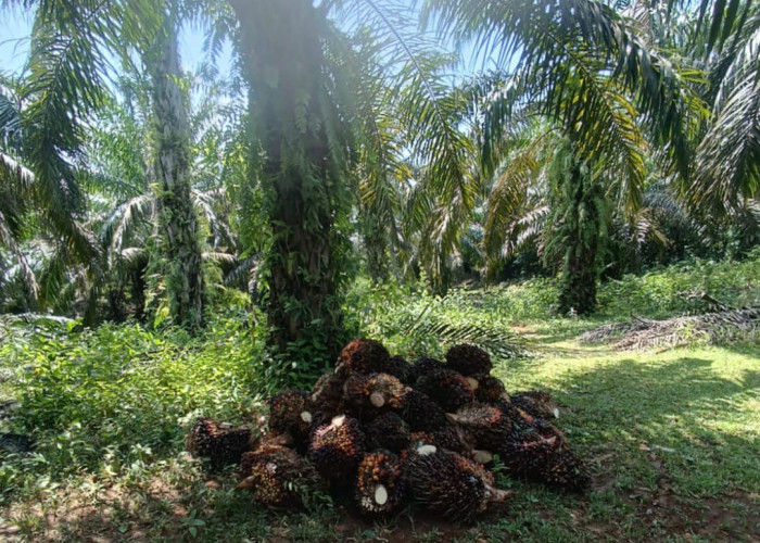 Harga TBS Sawit di Provinsi Bengkulu Capai Rp3.769 per Kilogram, Stabil hingga Akhir Januari 