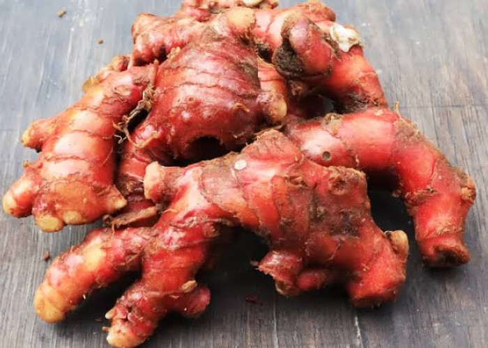 Mengandung Senyawa Gingerol, Ampuh Mengatasi Mual Berlebihan, Ini 7 Manfaat Lain yang Bisa Diklaim