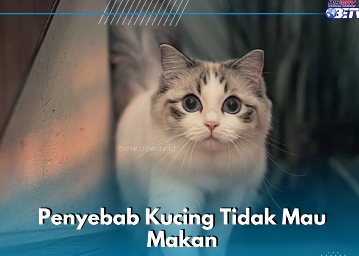 Kucing Kamu Tidah Mau Makan? Cek Penyebab di Sini, Salah Satunya Karena Gangguan Gigi