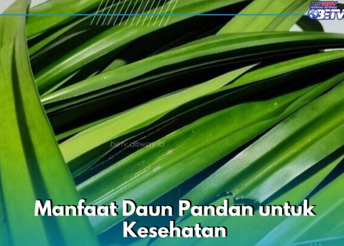 Daun Pandan Ini Ampuh Menurunkan Gula Darah, Cek Manfaat Lainnya! Kamu Perlu Tahu