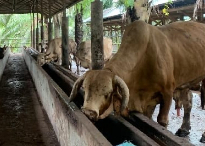 Vaksinasi PMK di Kota Bengkulu Ditarget Tuntas Sebelum Ramadhan