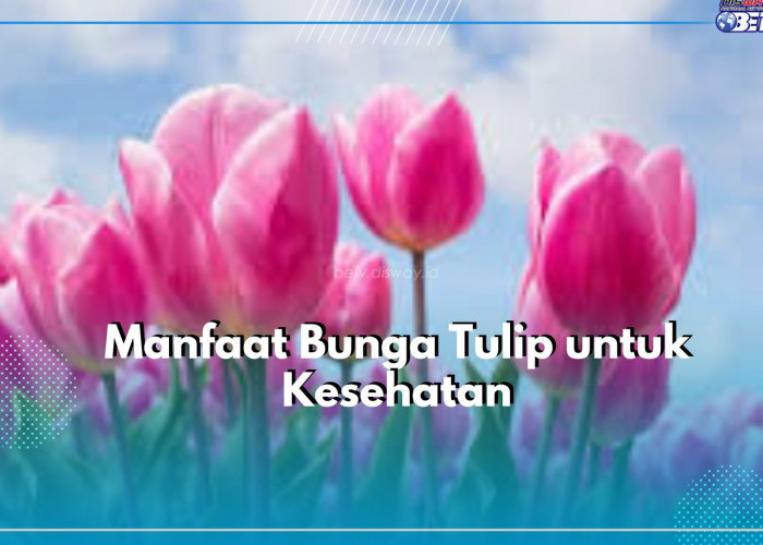 Tak Hanya Sebagai Tanaman Hias, Inilah Sederet Manfaat Tersembunyi Bunga Tulip untuk Kesehatan