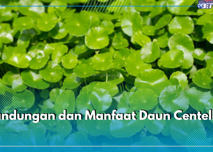 Dikenal Ampuh Mengatasi Ragam penyakit, Cek Kandungan dan Manfaat Daun Centella Bagi Kesehatan